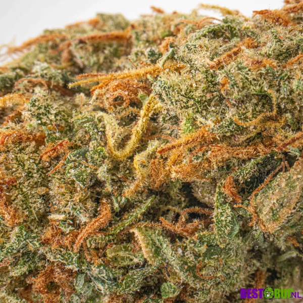 Amnesia Haze