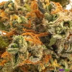 Super Silver Haze