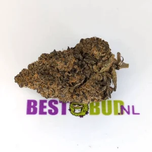 Purple OG Kush
