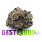 Image de Gelato de la gamme BestBud