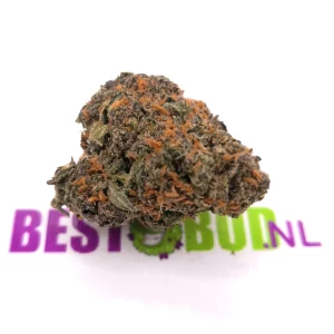 Gelato #33