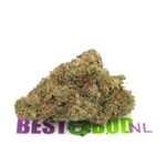 Bubblegum-Gelato