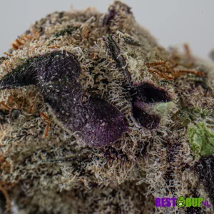 Rainbow Sherbet