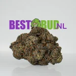 Image du produit Tropicana Cherry sur BestBud