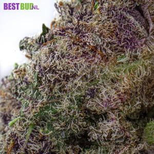 Imagen de Tropicana Cherry del surtido BestBud