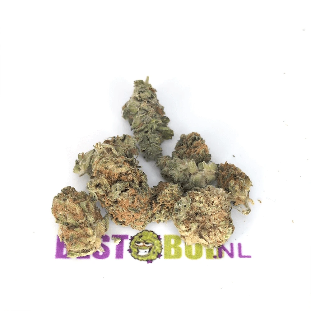 Immagine di White Widow – Popcorn Buds Immagine del prodotto White Widow – Popcorn Buds su BestBud