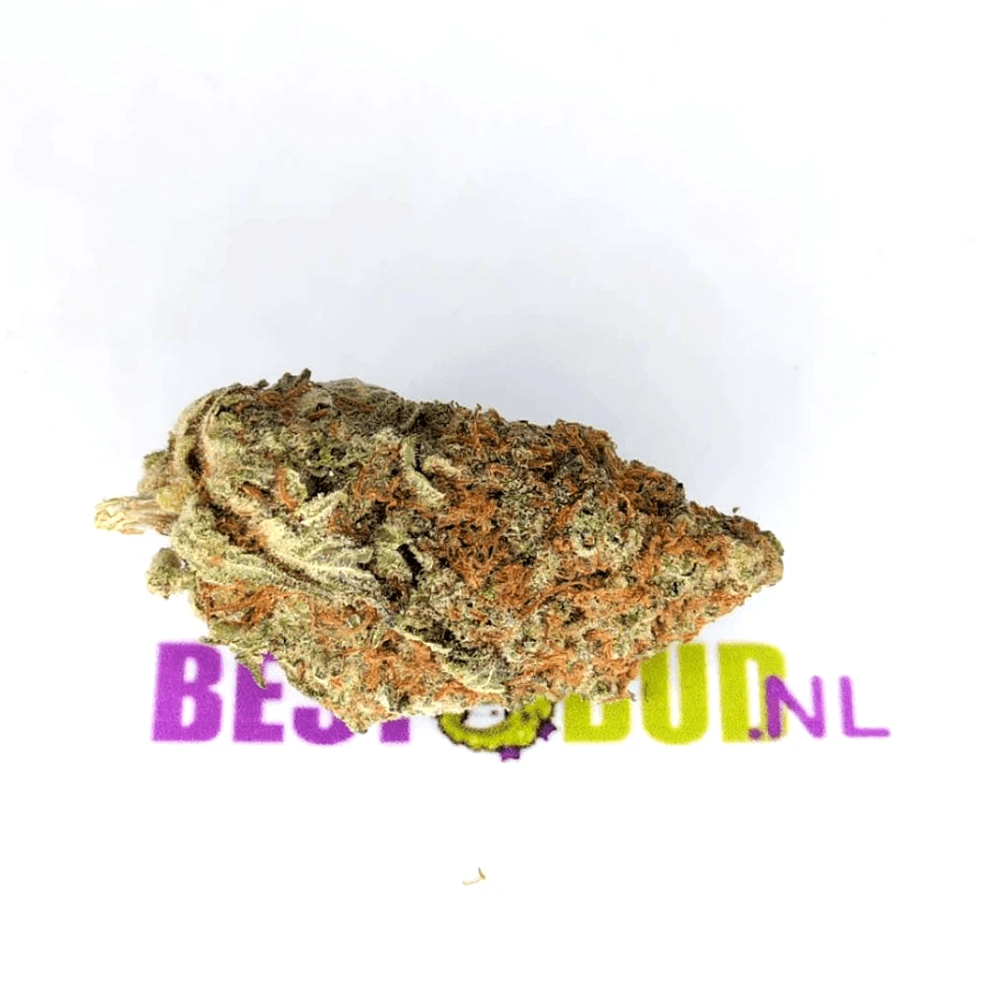White Rhino White Rhino