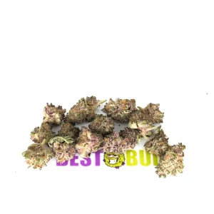 Mimosa - Popcorn Buds