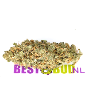 Bio Haze