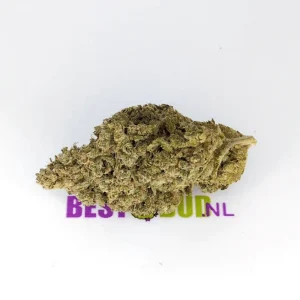 Exodus Cheese