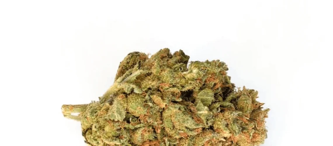 Jungle Haze