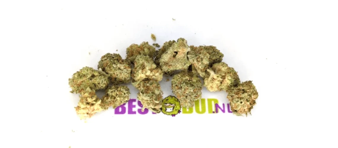 Rainbow Belts - Popcorn Buds