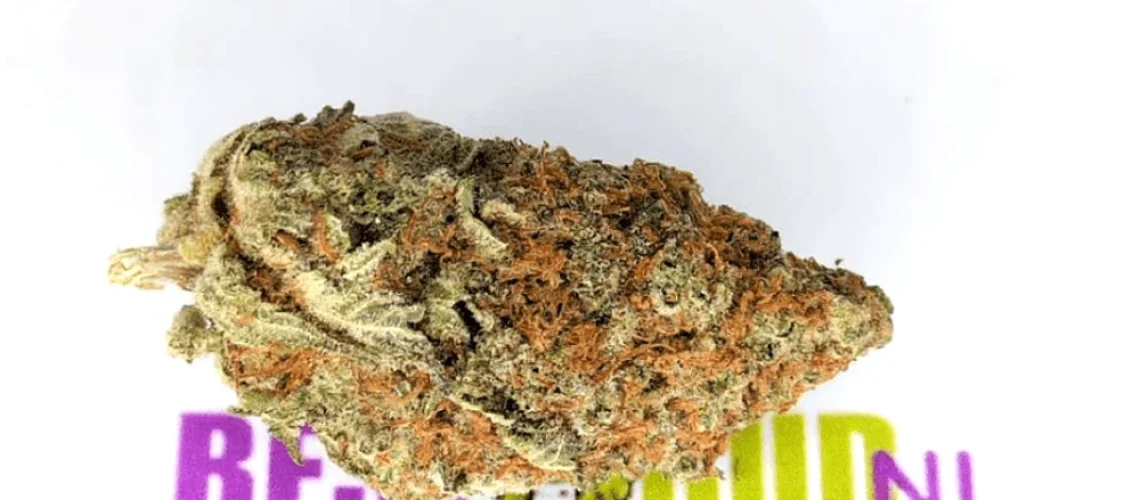 White Rhino