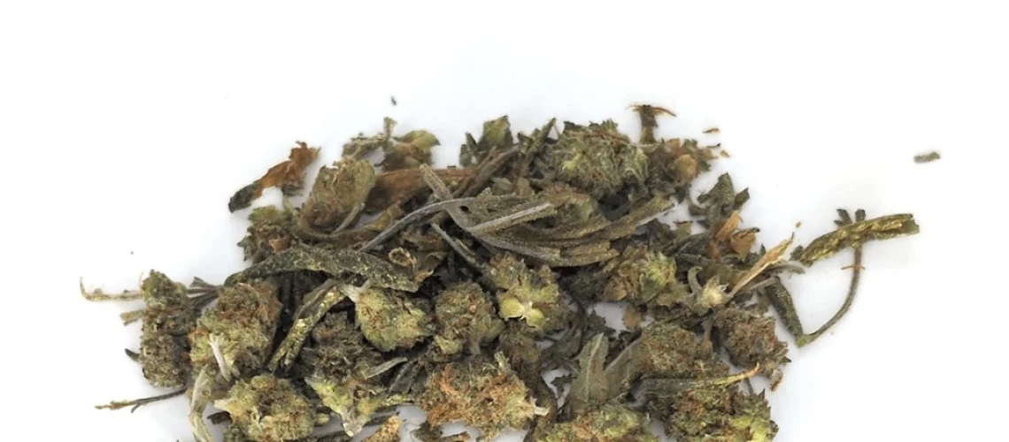 Bladgruis Amnesia Haze